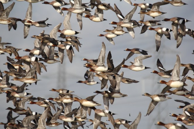 Flock of Wigeon
